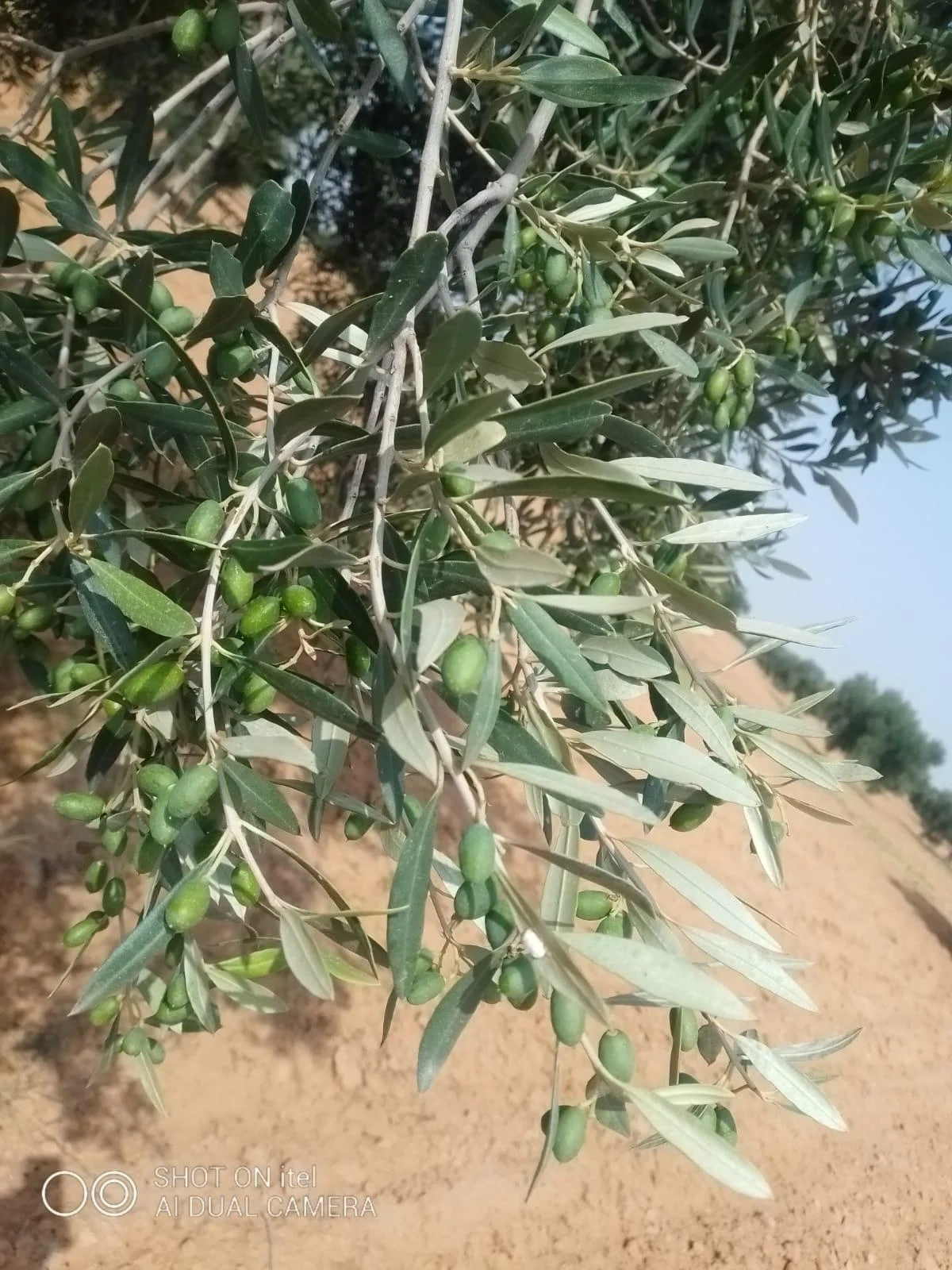 Olives sur les branches, photographie du site VertOliva