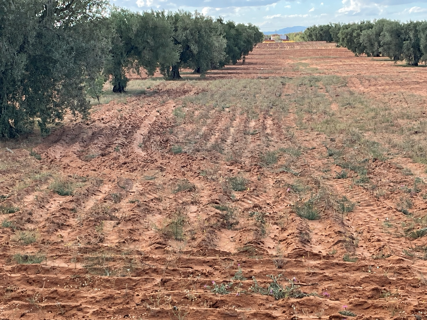 Rangées d’oliviers et terre tunisienne